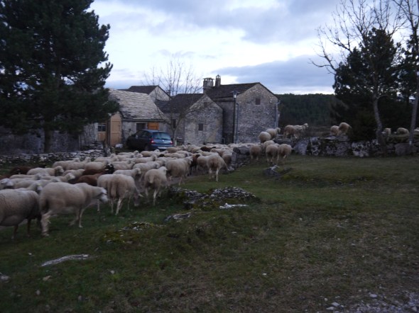 VISITE DES "VOISINES"EN FIN D’APRÈS MIDI