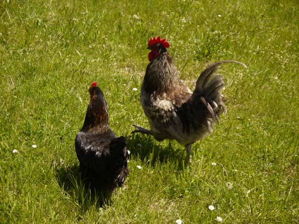 au ras des pâquerettes 