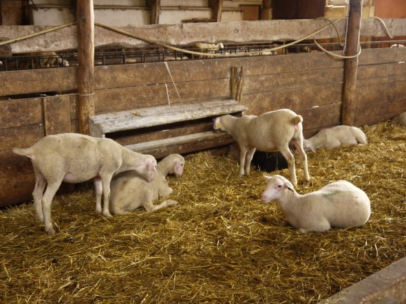 à point pour le méchoui ... 