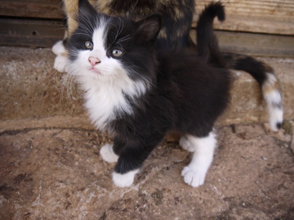 tueur de souris ou "cale" à voiture ;;;