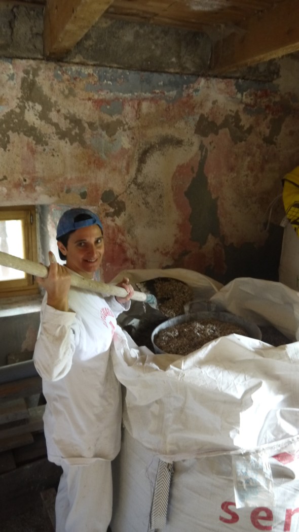 chanvre à la pelle !