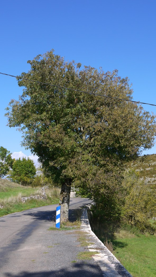 dans la série les arbres du CAUSSE voici le chanceux !!