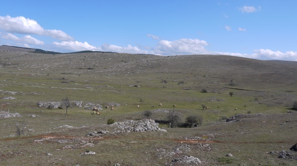 LES PRZEWALSKI AU RENDEZ VOUS